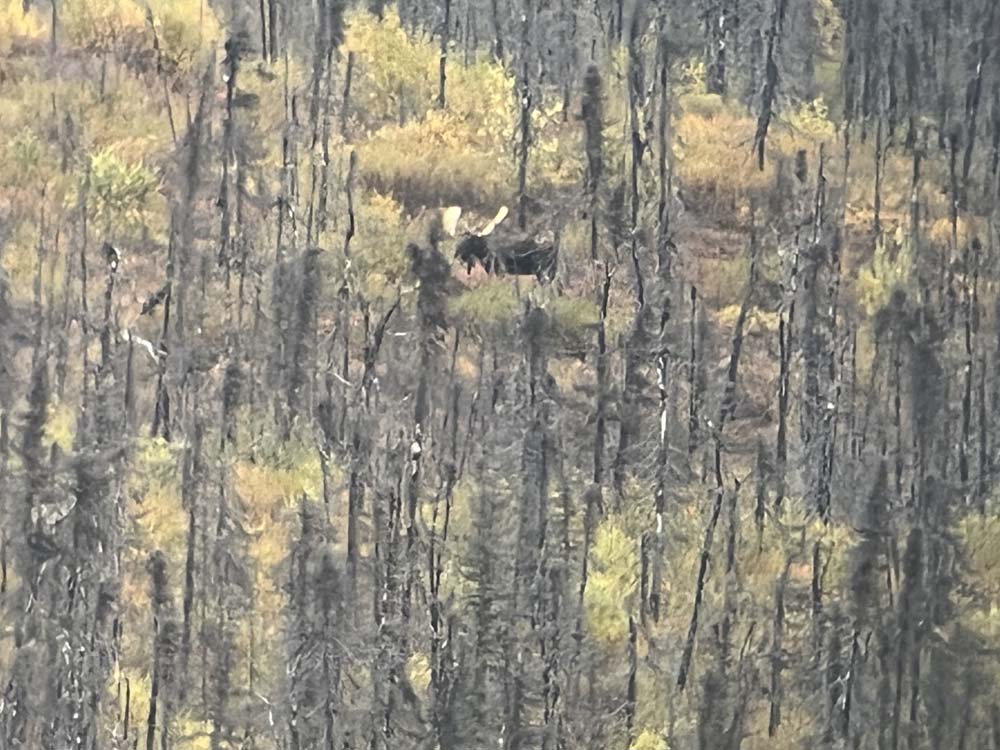 moose1